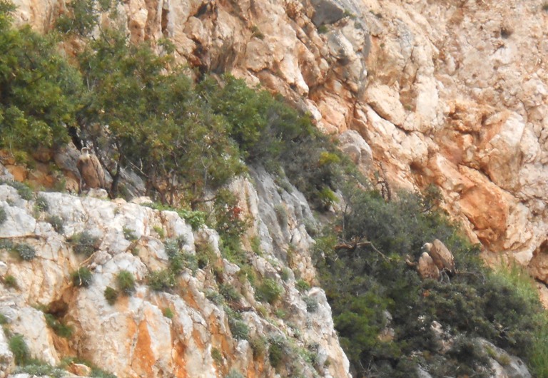 555a vulturi plesuvi a