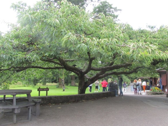 103 Blarney Castle intrarea