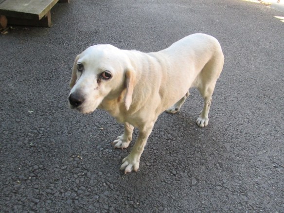 103 cățelușă de 25 ani a